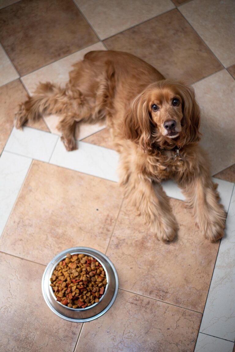 My dog wouldn’t eat for days, and the moment he finally did told me everything I needed to know