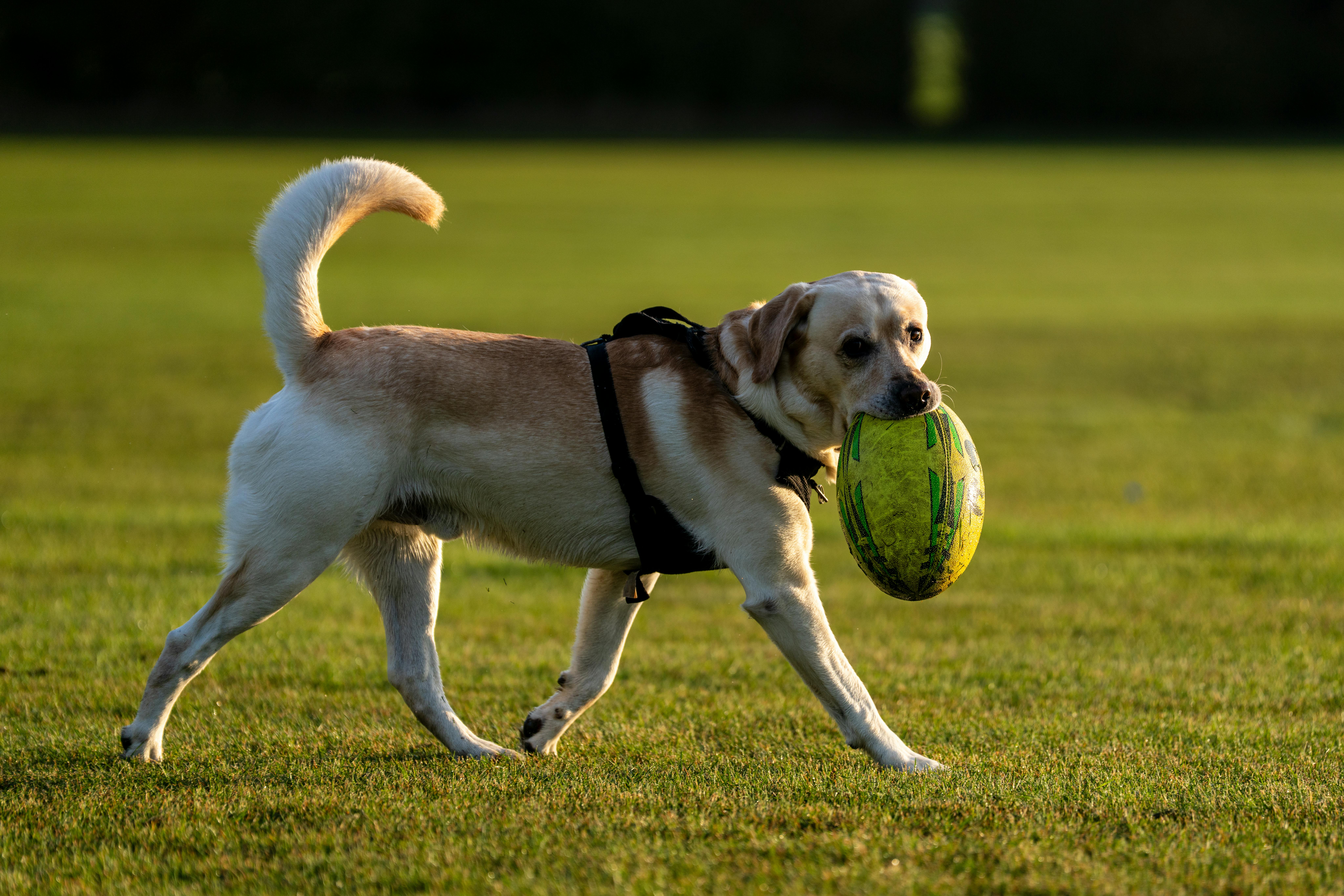 The easiest dog breeds for homes where routines change more than expected