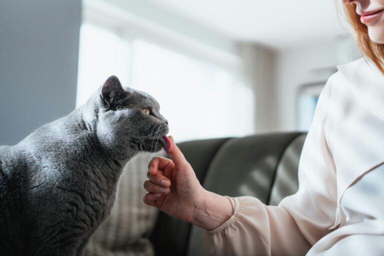 Why some cats are more affectionate than others—and how to choose the right fit