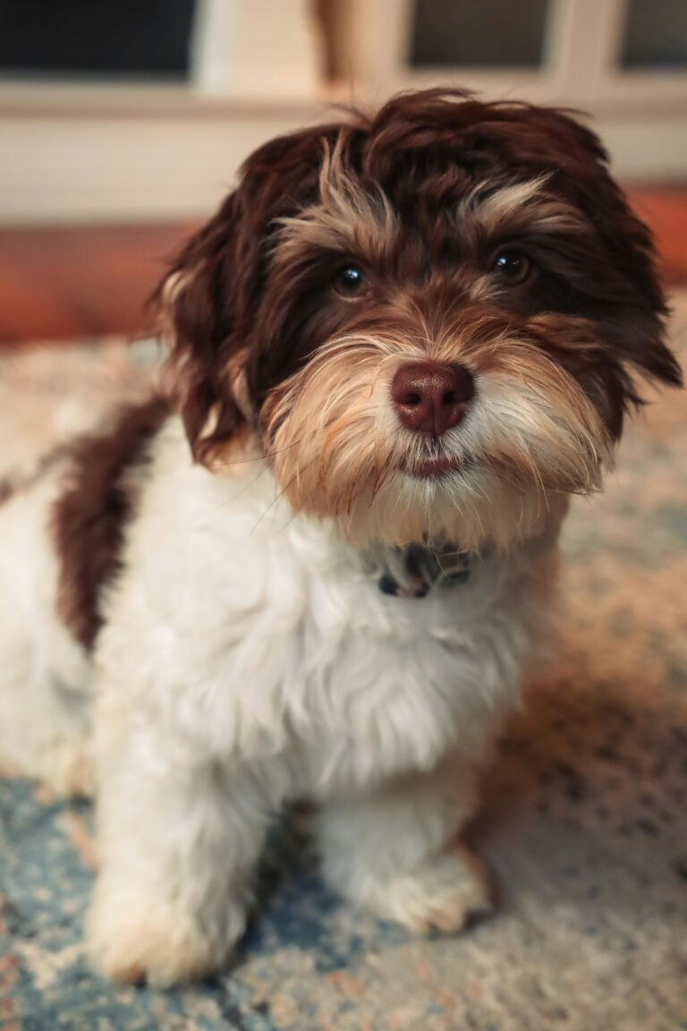 The dog breeds that are surprisingly good for first-time owners who feel overwhelmed