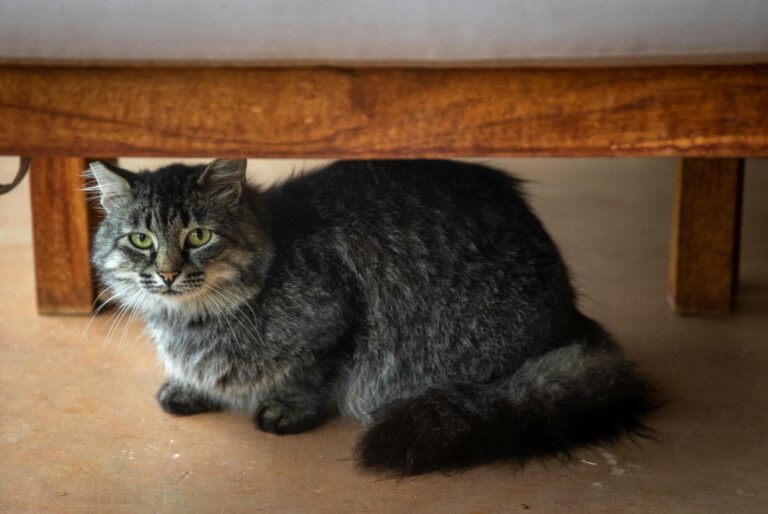 Why certain cats adjust faster to new homes while others struggle for weeks