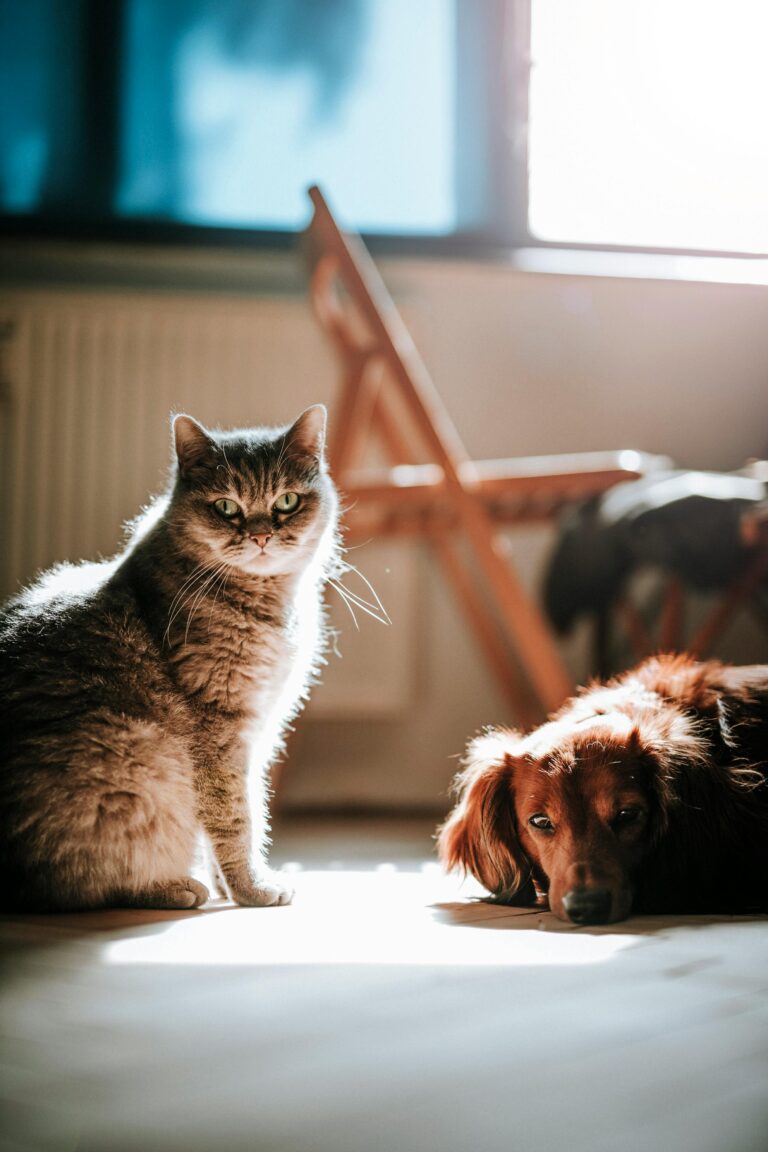 Why certain pets handle being alone better than others during long workdays