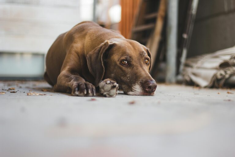 Why some dog breeds are easier to live with when you already feel stretched thin at home
