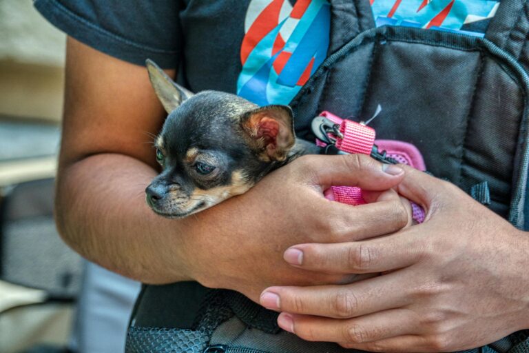 The low-maintenance dog breeds people often overlook when life gets hectic