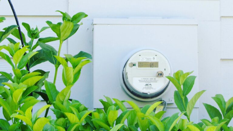 green plant beside white wall
