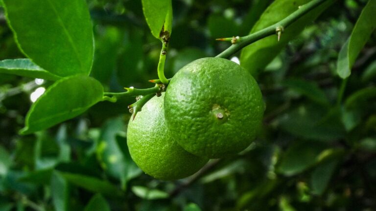 green lemon fruit in close up photography