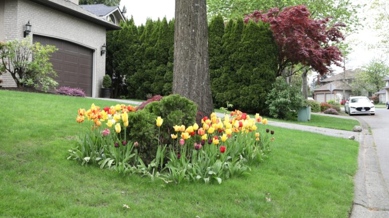 Colorful tulips bloom around a tree in a suburban yard.