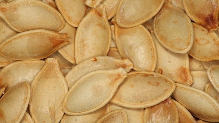 Macro photo of roasted pumpkin seeds