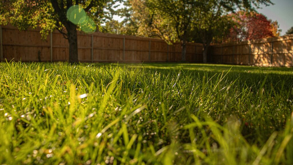 A grassy yard with a tree and fence in the background