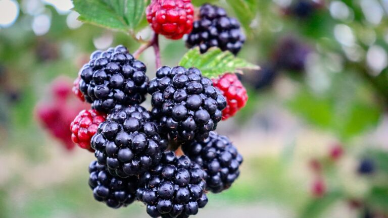 black and red berries in tilt shift lens