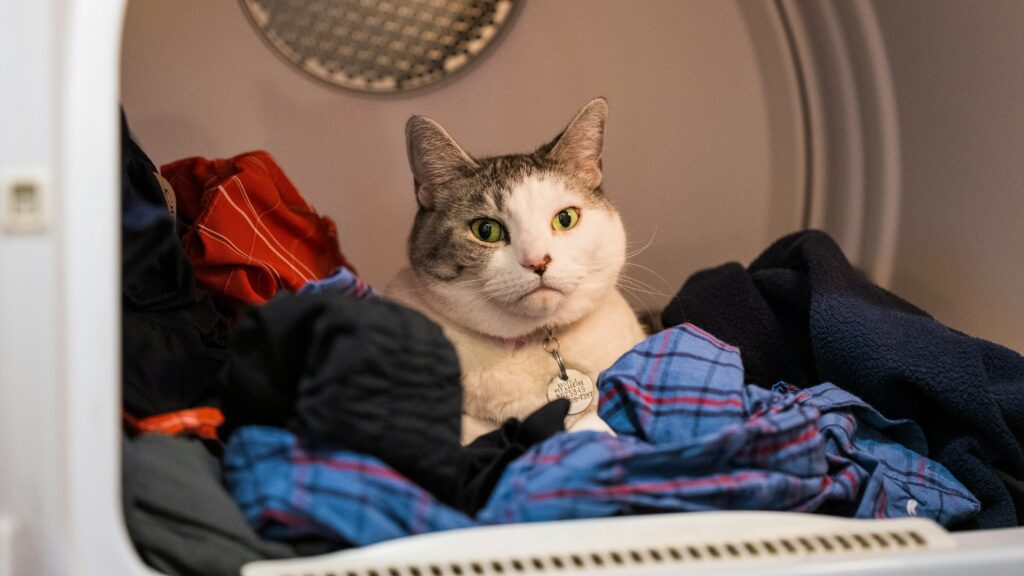 A cat sits inside a clothes dryer among laundry.