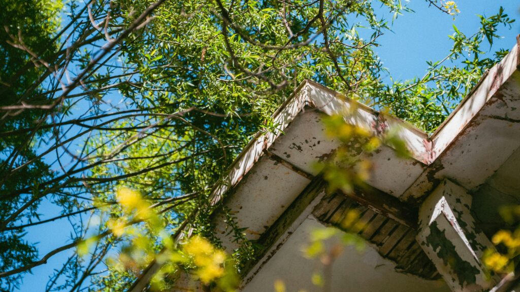Overgrown trees and roof against a bright blue sky.
