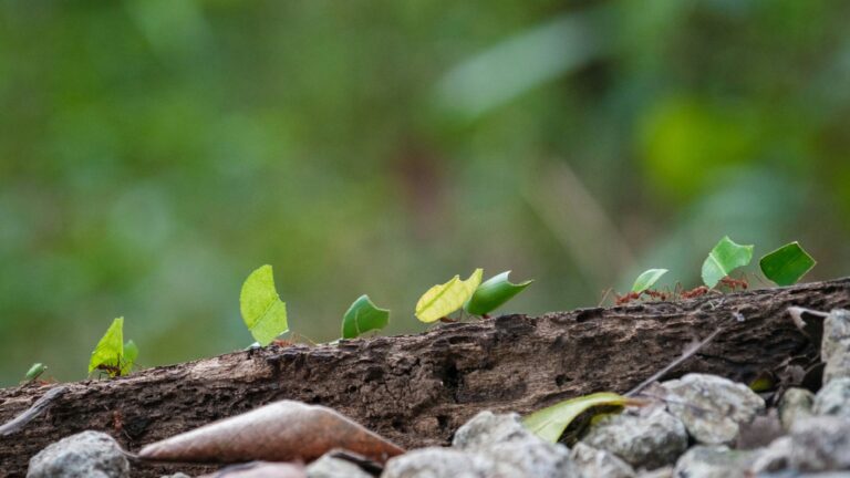 a group of small green plants sprouting out of the ground