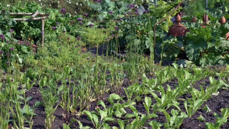 Lush garden with rows of green plants and vegetables.