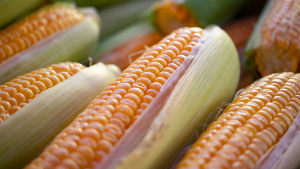 a close up of corn on the cob