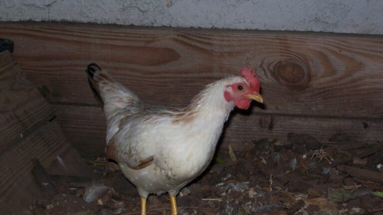 Backyard Chickens