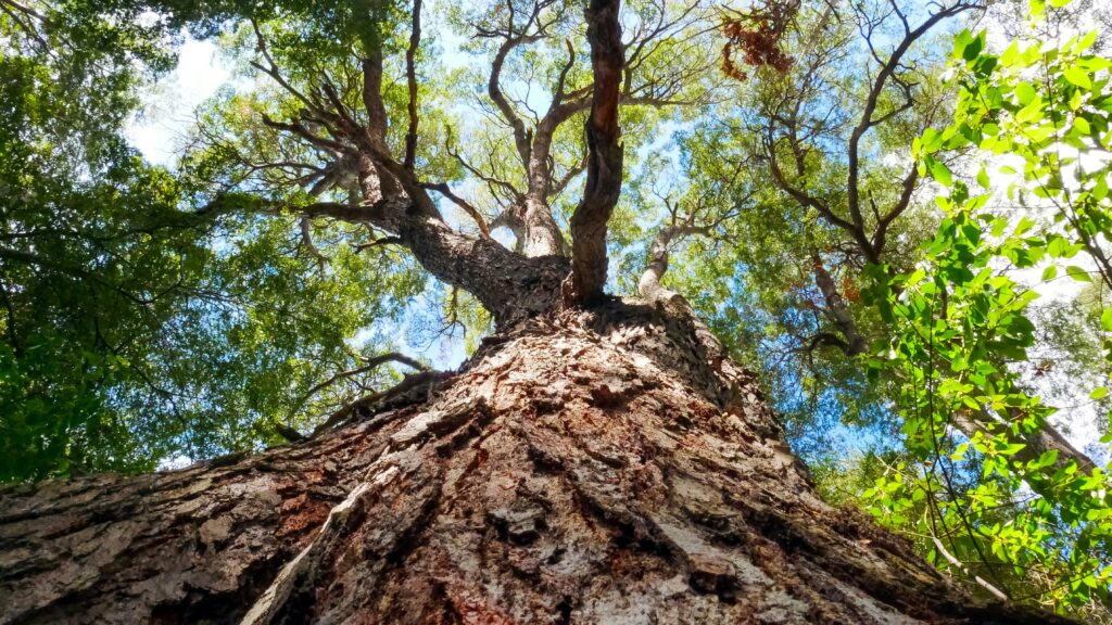looking up at a tall tree in a forest