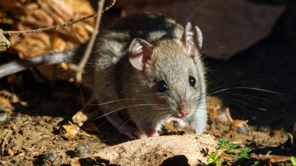 brown rodent on brown dried leaves
