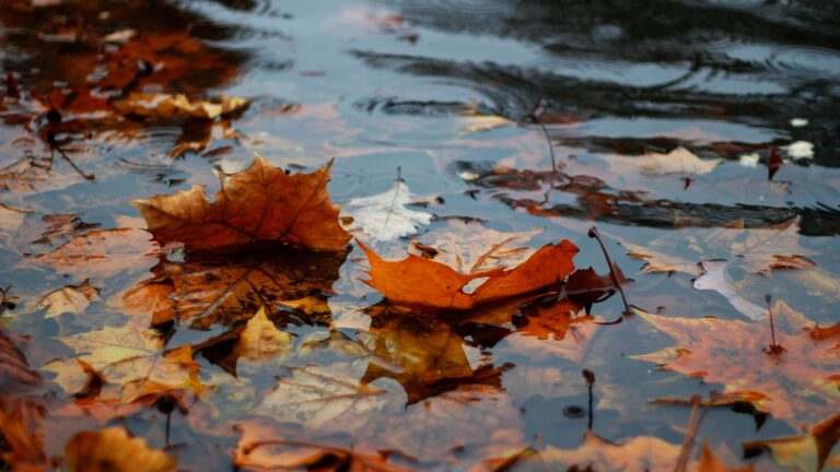 autumn leaves on body of water
