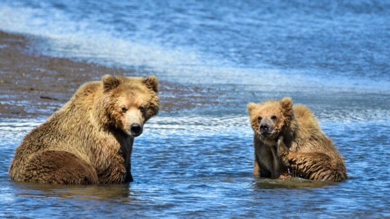 Two brown bears sitting in shallow water