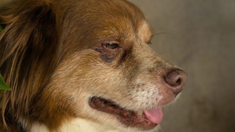 a brown and white dog with a green collar