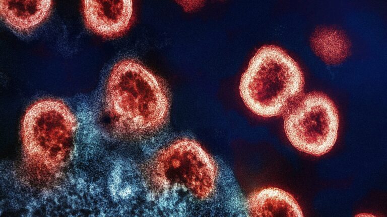 a group of red and black cells on a blue background