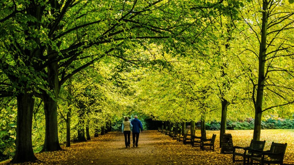 Two people walking together along a tree-lined park path, seen from behind