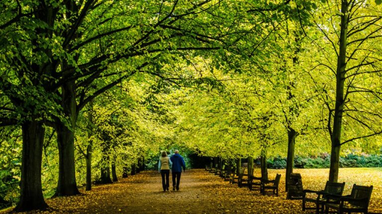Two people walking together along a tree-lined park path, seen from behind