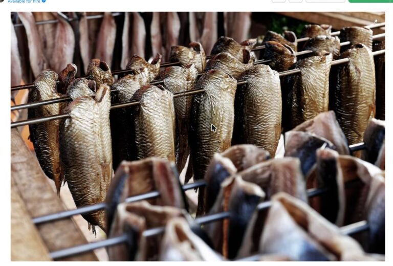 Rows of cold-smoked fish hanging on racks